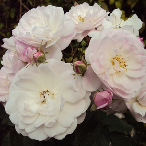 Ca boboc violet, floarea roz mai tîrziu alb - trandafir noisette